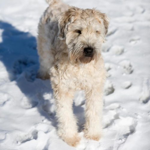 Soft Coated Wheaten Terrier
