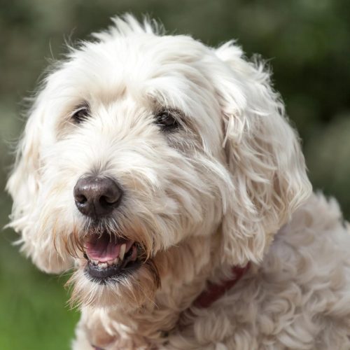 Soft Coated Wheaten Terrier
