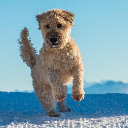 Soft Coated Wheaten Terrier