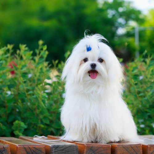 maltese