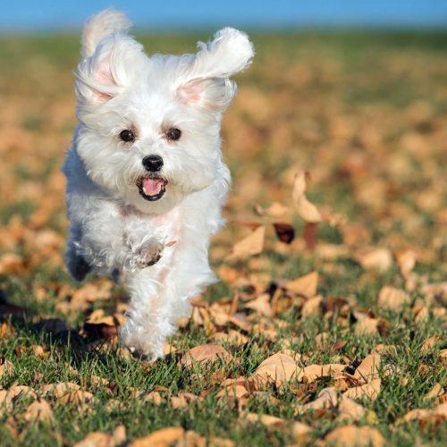 maltese
