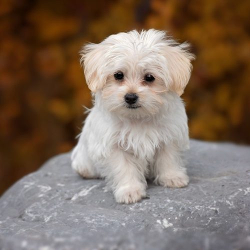 maltese