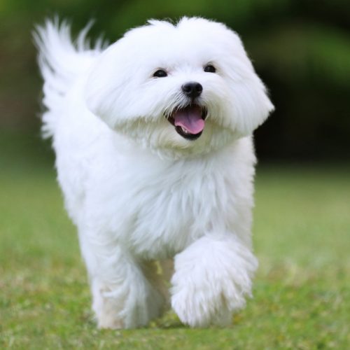 maltese