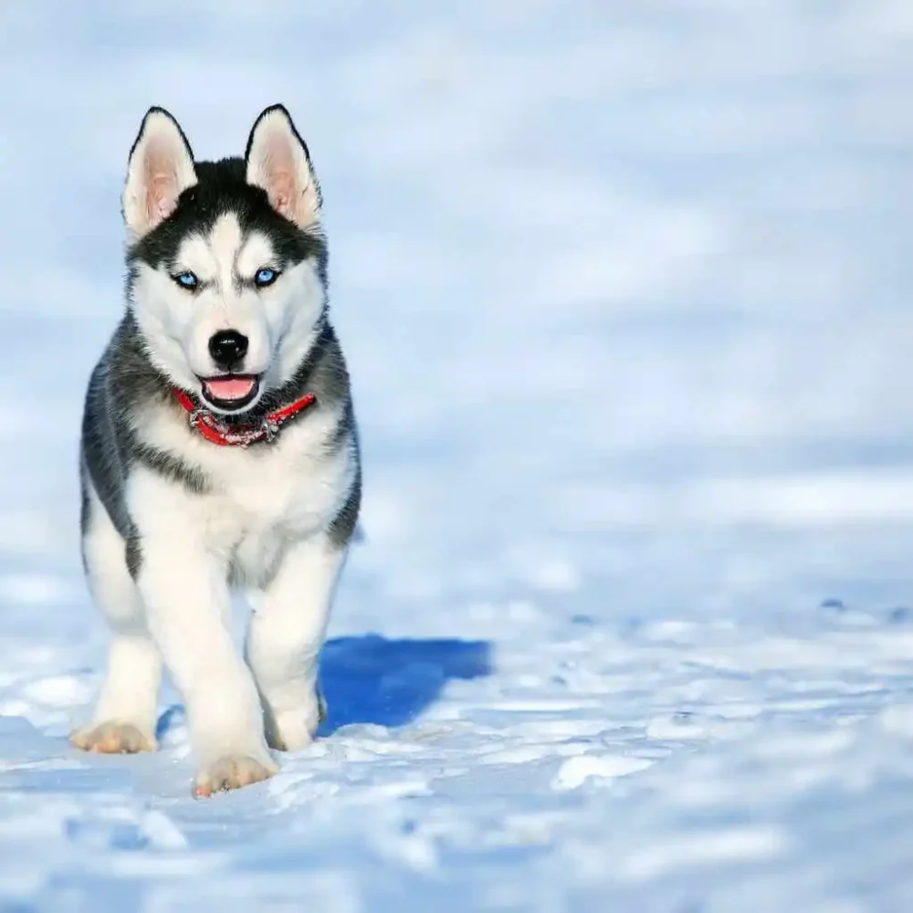 Tutto sull'Husky: il fascino e la bellezza di questa razza di cane