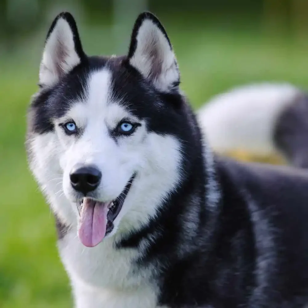 Tutto sull'Husky: il fascino e la bellezza di questa razza di cane