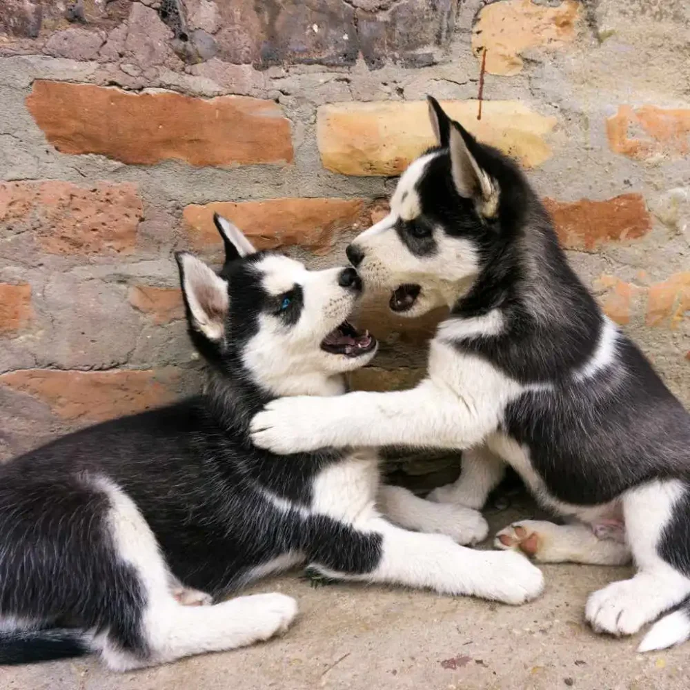 Tutto sull'Husky: il fascino e la bellezza di questa razza di cane