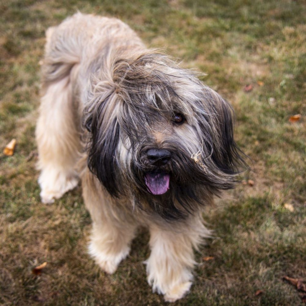 Tutto sul Pastore Catalano: Caratteristiche Addestramento e Cura del Cane