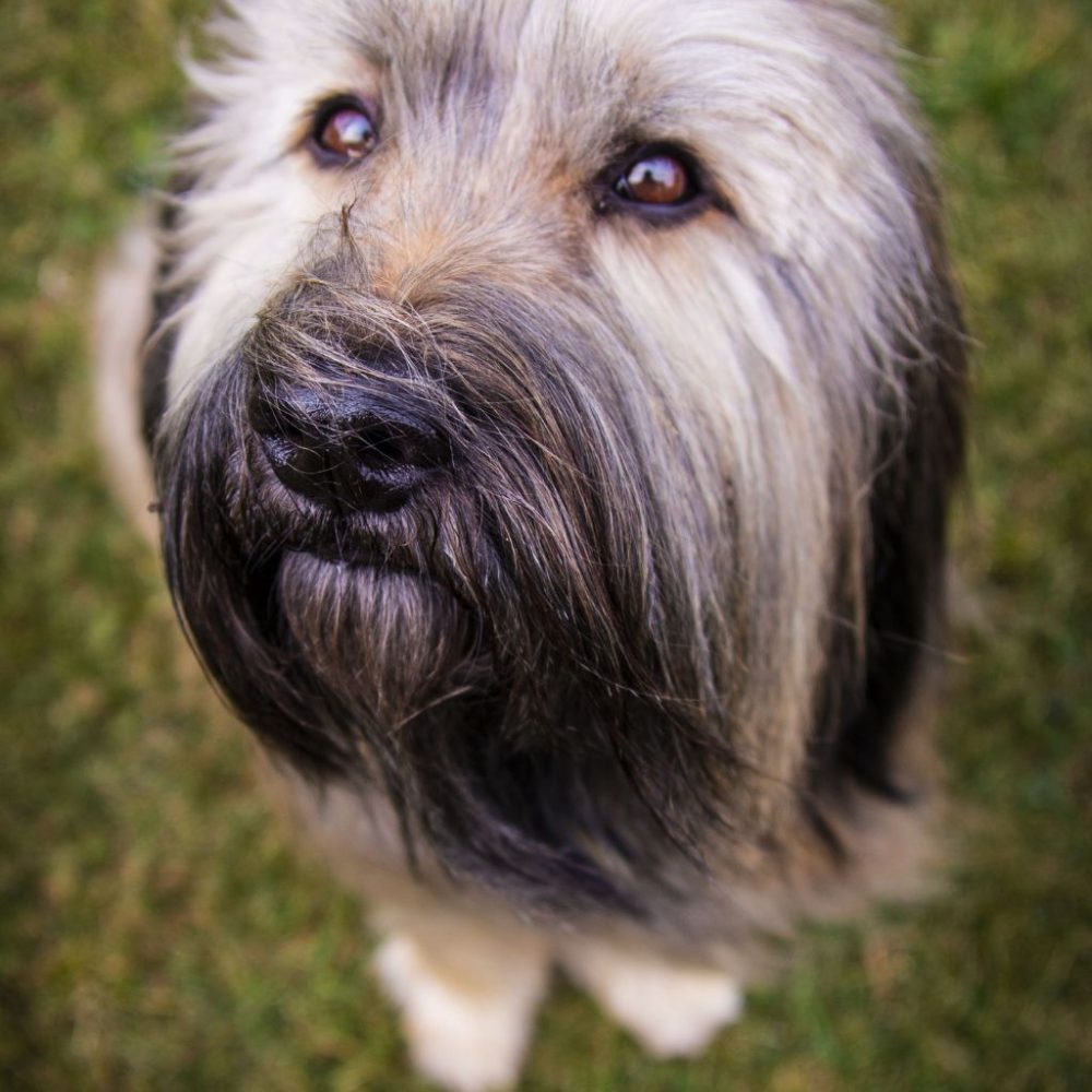 Tutto sul Pastore Catalano: Caratteristiche Addestramento e Cura del Cane