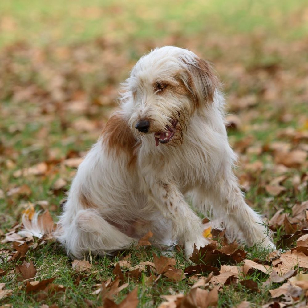 Tutto sul Pastore Catalano: Caratteristiche Addestramento e Cura del Cane