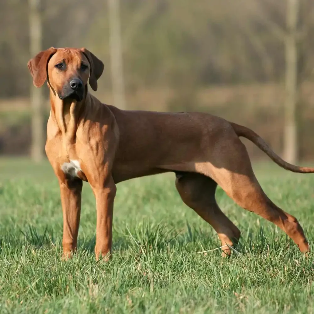 Rhodesian Ridgeback: il cane ideale per famiglie attive e amanti della natura