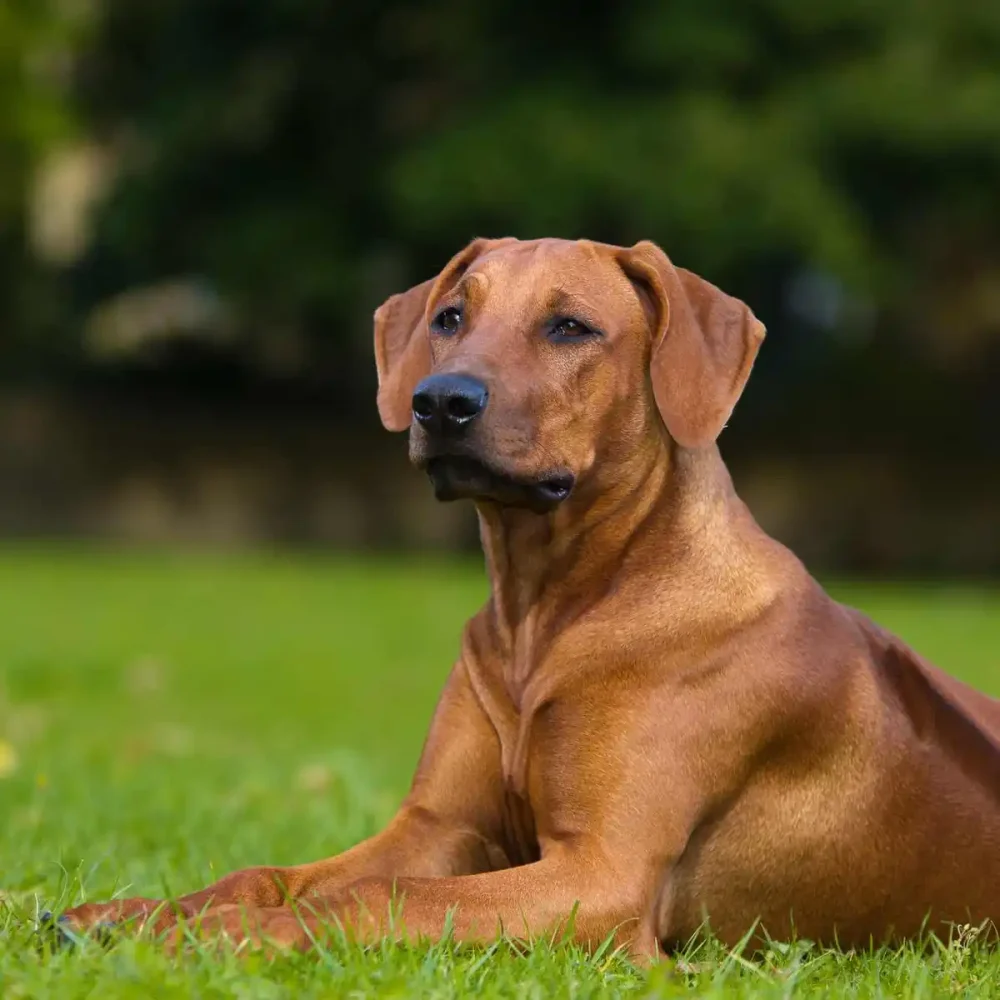 Rhodesian Ridgeback: il cane ideale per famiglie attive e amanti della natura