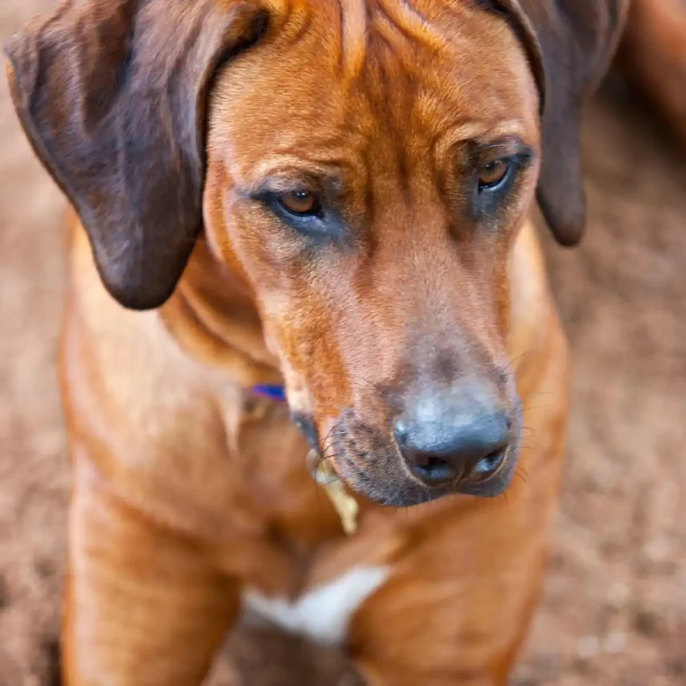 Rhodesian Ridgeback: il cane ideale per famiglie attive e amanti della natura