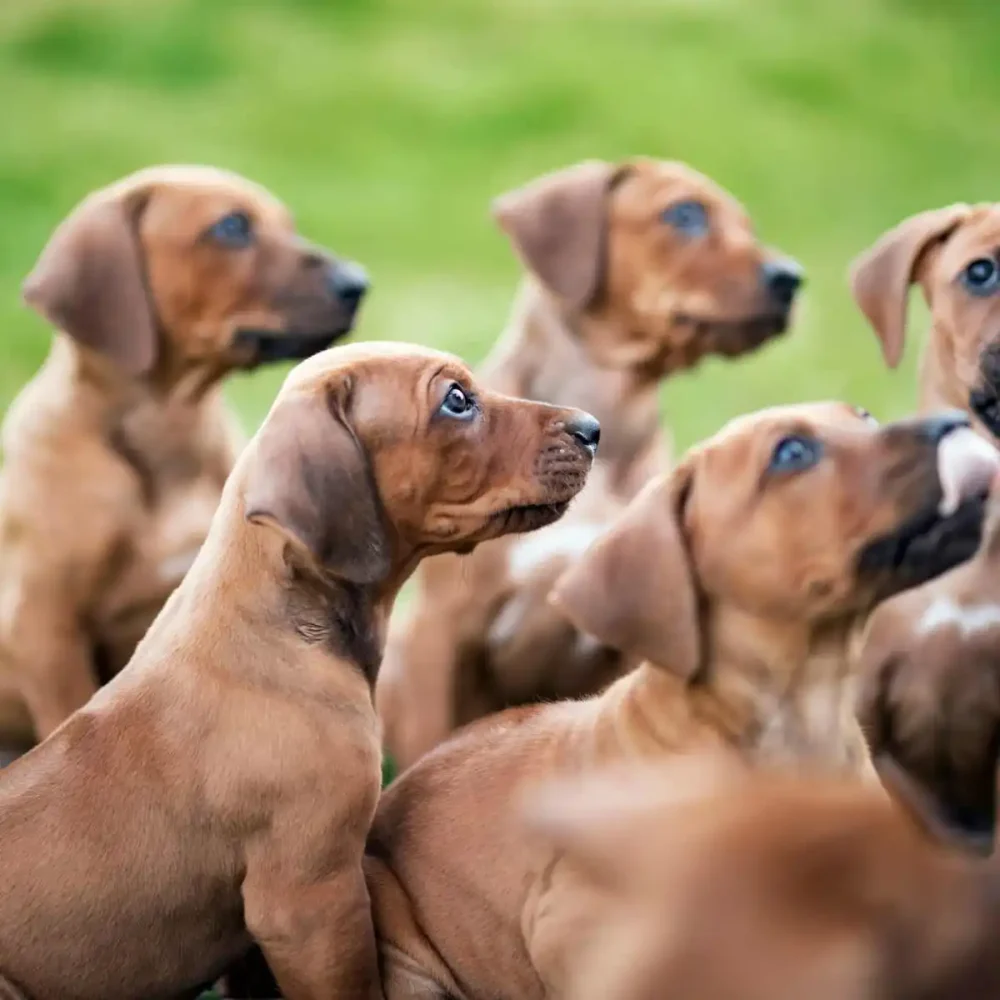 Rhodesian Ridgeback: il cane ideale per famiglie attive e amanti della natura