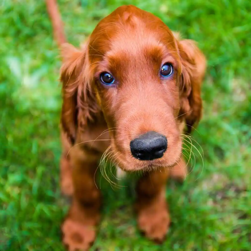 Il Setter Irlandese: un cane elegante e affettuoso