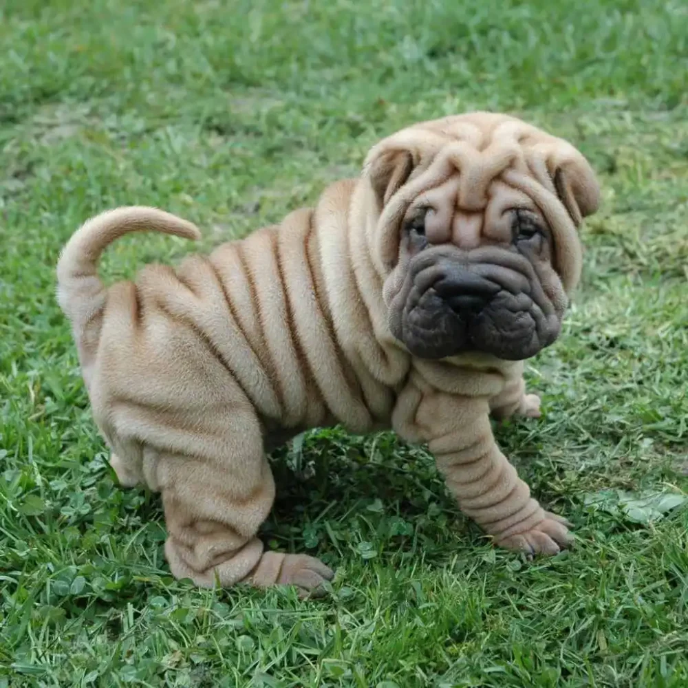 Lo Shar Pei: caratteristiche e curiosità sul cane dalle mille rughe
