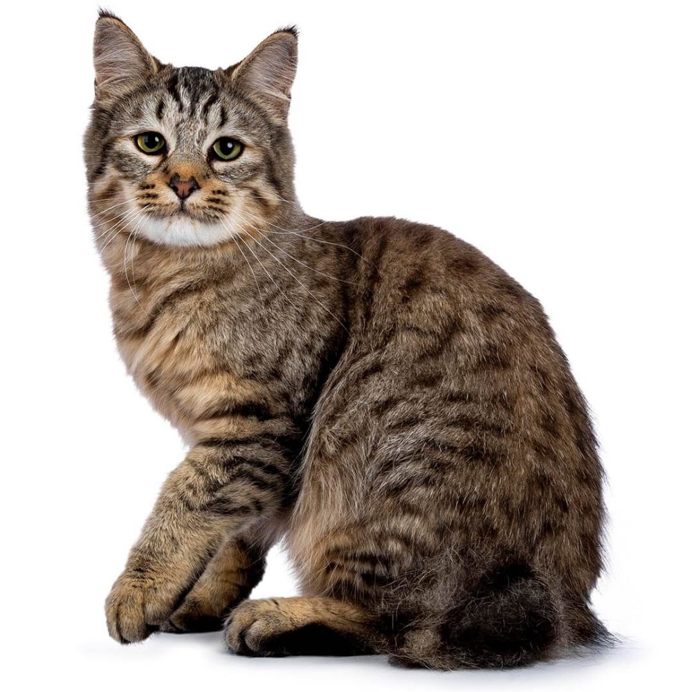 gatto Pixie bob