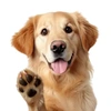 Cane